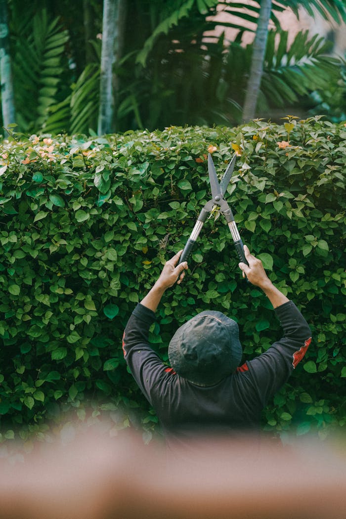 gallery-6 A gardener trimming lush green hedges outdoors in a tropical garden in Jakarta, Indonesia.